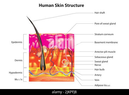 Human skin and hair structure. Anatomical sign. Beauty care isolated ...