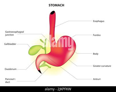 Stomach anatomy Stock Photo