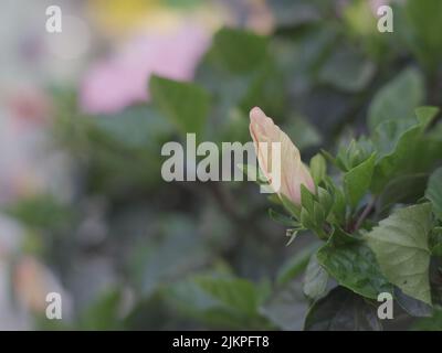 A closeup of a hibiscus flower in a garden Stock Photo