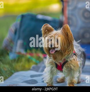 Little Yorkshire Terrier posing in a park on sunny day. Yorkie Dog. Cute dog photography, yorkshire terrier photo-no people, blurred background Stock Photo