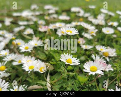 A closeup shot of beautiful daisies flowers on a green grass Stock Photo