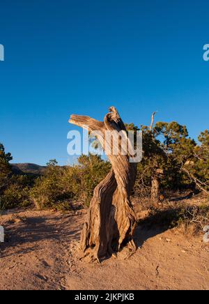 A vertical shot of an old tree trunk under a blue sky in Mount Lemmon, Arizona Stock Photo