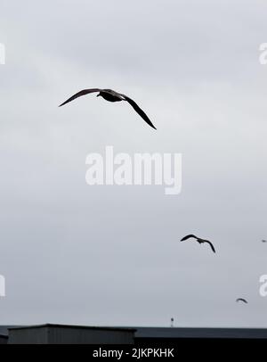 A vertical shot of seagulls flying in the cloudy sky Stock Photo