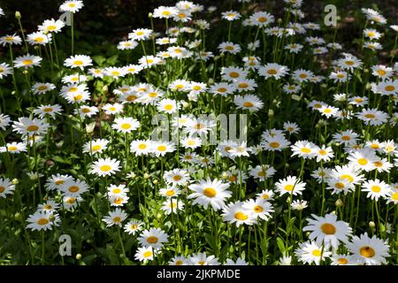 Beautiful chamomiles in green meadow on a sunny day Stock Photo