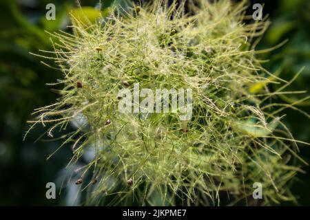 A detail of a Eurasian smoketree in the blurred natural background Stock Photo