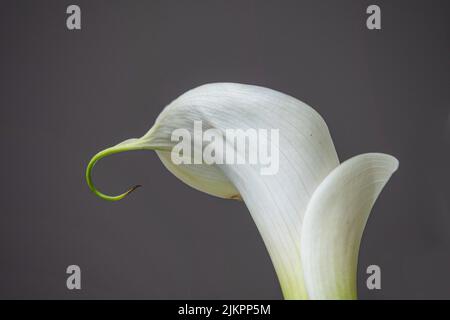 The close-up shot of a white Calla Lily flower isolated on the gray background Stock Photo