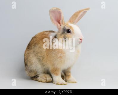 One orange rabbit on white background Stock Photo
