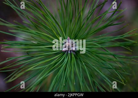The close-up shot of the Pinus tree Stock Photo