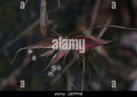 Red Oat Grass Themeda Triandra Tsavo Kenya Stock Photo Alamy Red Oat Grass Themeda Triandra Tsavo Kenya Stock Photo Alamy
