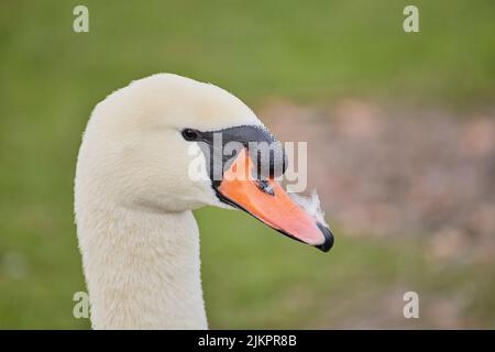 A closeup of the beautiful mute swan, Cygnus olor. Stock Photo