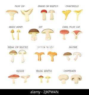 Vector set of illustrations of different types of mushrooms. Stock Vector