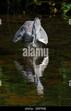 GREY HERON stalking prey, UK. Stock Photo
