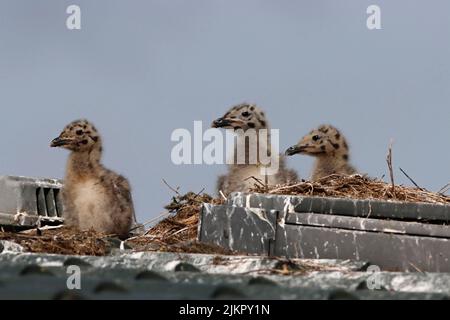 HERRING GULL (Larus argentatus) chicks in nest on a caravan roof, UK. Stock Photo