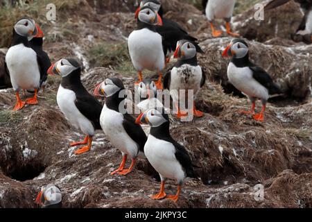 PUFFIN group stood outside their burrows, UK. Stock Photo