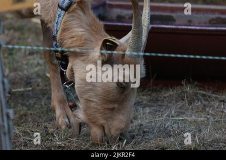 Goat in a paddock nibbling grass. Stock Photo