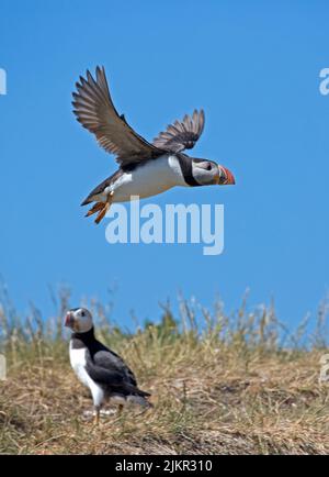 Puffin Fratercula arctica in flight against blue sky on Farne Islands Northumberland UK Stock Photo