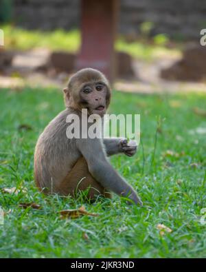 Monkey sitting in the meadow, ready to eat by picking up the grass Stock Photo
