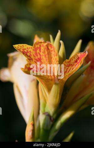 Yellow flowering Canna Island Tenerife plant in a garden in July, England, United Kingdom Stock Photo