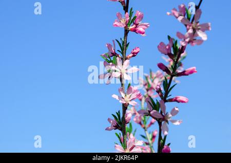 Almond blossoms. Almond tree pink flowers close-up with branch isolated on sky background Stock Photo