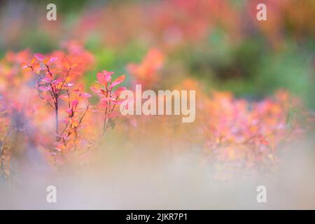 Bog bilberry (Vaccinium uliginosum) leaves in autumn colors. Defocused blurred background. Stock Photo