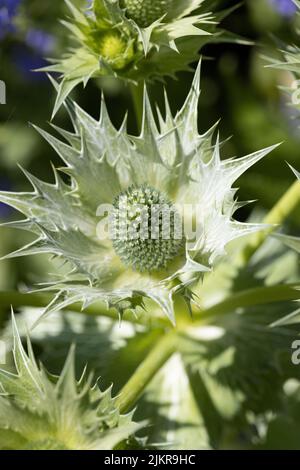 Eryngium ornamental Globe Thistle in Flower Border Stock Photo