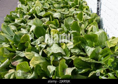Bergenia plants wilting in extreme heat during July 2022 heatwave - East Sussex, England, UK Stock Photo