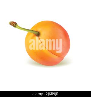 cherry realistic vector illustration Stock Vector