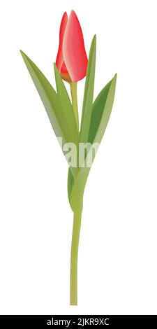 3d realistic tulips flowervector illustration isolated on white background. Stock Vector