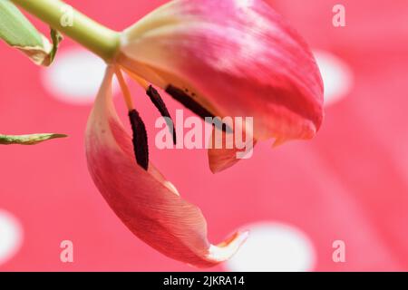 close up of tulip petals stigma and stamen Stock Photo