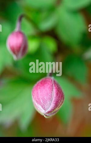 japanese anemone buds Stock Photo