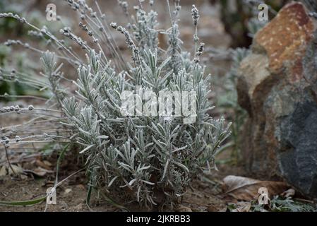 Frosted branches of Lavender bush against blurred background. Winter seasonal background. Soft focus image of beautiful winter nature. Stock Photo