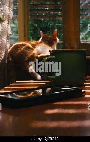 Morning cup of coffee on the table by the mobile phone, orange tabby cat laying on the windowsill in the background, with sunlight coming through blin Stock Photo