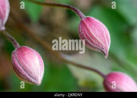 japanese anemone buds Stock Photo