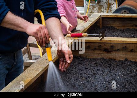 Father and daughter garden together. Man sprays hose water onto freshly planted seeds. Girl with garden tools helps. Stock Photo