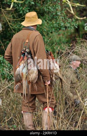 picking up dead pheasants on a pheasant shoot using a game carrier Stock Photo