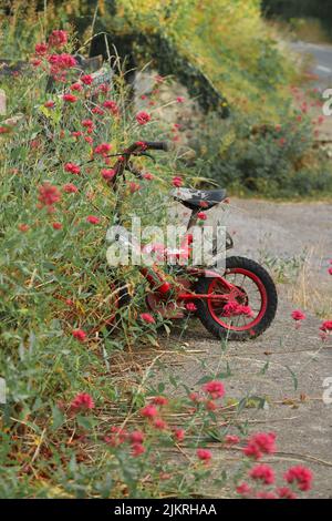 Red children bicycle in garden surrounded with flowers Stock Photo