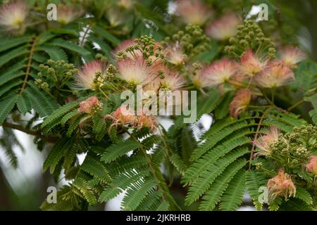 Persian silk , Albizia julibrissin tree Stock Photo