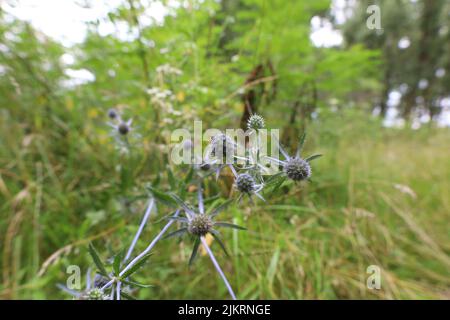 Blue eryngo in the summer meadow Stock Photo