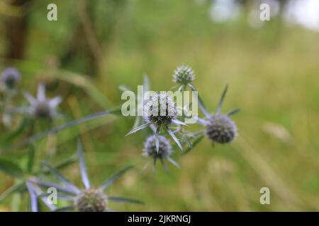 Blue eryngo in the summer meadow Stock Photo