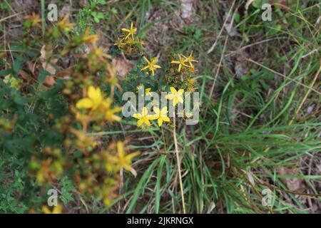 Hypericum perforatum summer yellow flowers Stock Photo
