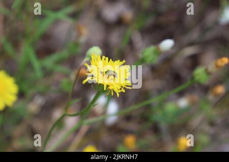 Cetonia aurata, golden beetle sits on a yellow dandelion Stock Photo
