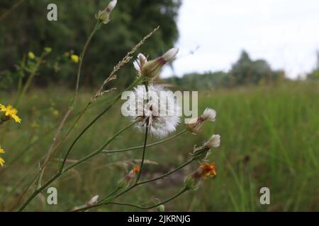 Crepis foetida in the summ meadow Stock Photo