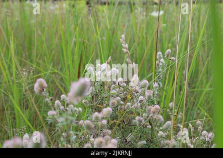 Trifolium arvense, flowers in the summer meadow Stock Photo