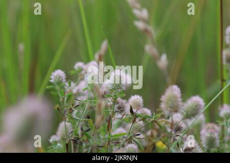 Trifolium arvense, flowers in the summer meadow Stock Photo