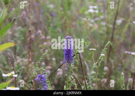 Veronica spicata flowers in the summer meadow Stock Photo