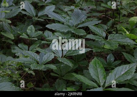 Rainy summer forest atmosphere, forest in closeup Stock Photo
