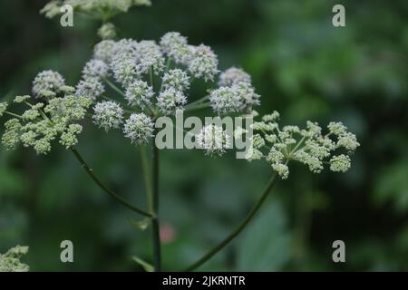 Wild angelica flowers in the summer forest, Angelica sylvestris flowers Stock Photo