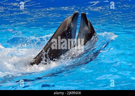 Two dancing bottle-nose dolphins in the clear water Stock Photo