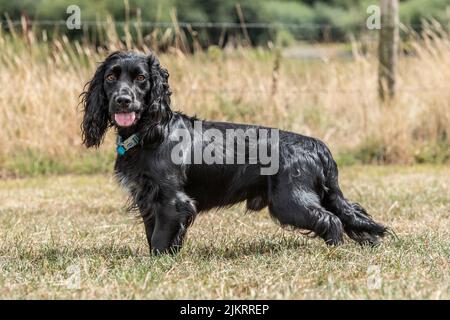 working cocker spaniel dog Stock Photo