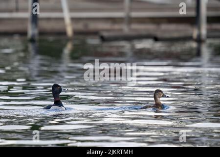 Issaquah, Washington, USA.  Male and female Ringed-necked Ducks swimming nearing a dock in Lake Sammamish. Stock Photo